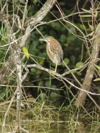 Groene reiger [Butorides virescens]